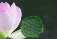 Gaaibaana Namaaz-e-Janaaza